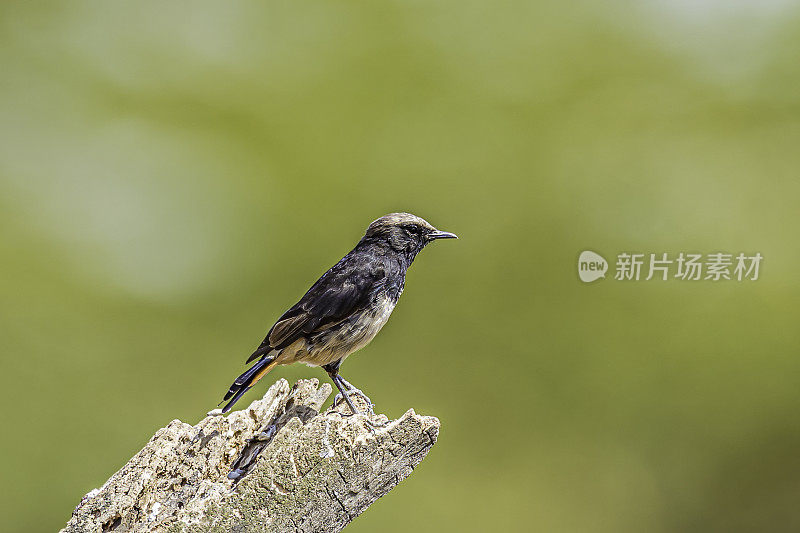 沙洛的小麦，Oenanthe schalowi，纳库鲁湖国家公园，肯尼亚。